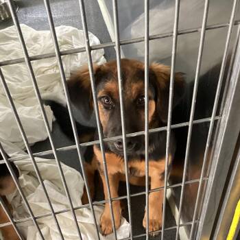 Myra -  German Shepherd Dog Dog for Adoption in Montgomery, Alabama - Myra | PetCurious