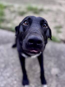 Labrador Retriever and Mixed Breed Dogs Available for Adoption - Trix | PetCurious