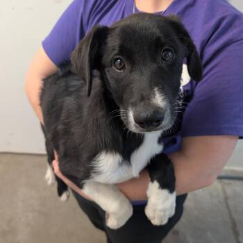 Border Collie Dogs Available for Adoption in Emporia, Kansas - Rossi | PetCurious