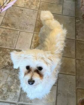 Maltese Dogs Available for Adoption in Zanesville, Ohio - Winnie | PetCurious