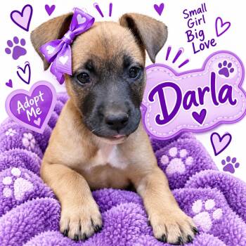 Darla -  Black Mouth Cur Dog for Adoption in San Antonio, Texas - Darla | PetCurious