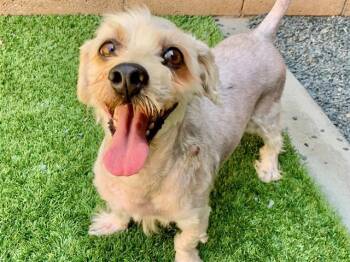 SAVE ME PLEASE Peter - IDA551612 -  Miniature Poodle Dog for Adoption in San Marcos, California - SAVE ME PLEASE Peter - IDA551612 | PetCurious