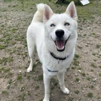 Loki -  Siberian Husky Dog for Adoption in Worcester, Massachusetts - Loki | PetCurious