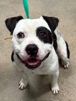 Rescue Pit Bull Terrier Dogs for Adoption in Cleveland, Ohio - Rufus | PetCurious