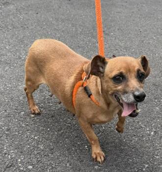 Elly -  Dachshund Dog for Adoption in Chalfont, Pennsylvania - Elly | PetCurious