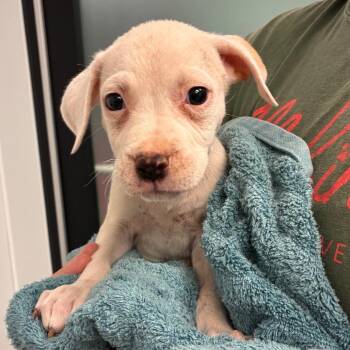 Pearl -  Mixed Breed Dog for Adoption in Abilene, Texas - Pearl | PetCurious