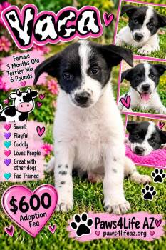 Vaca -  Terrier Dog for Adoption in San Tan Valley, Arizona - Vaca | PetCurious
