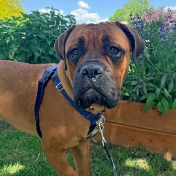Mastiff and Mixed Breed Dogs Available for Adoption in Murray, Utah - Suga | PetCurious