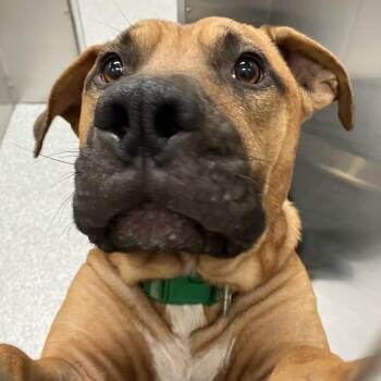 Gatland -  American Staffordshire Terrier Dog for Adoption in Grand Rapids, Michigan - Gatland | PetCurious