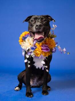 Gretchen -  Pit Bull Terrier and Mixed Breed Dog for Adoption in Atlanta, Georgia - Gretchen | PetCurious
