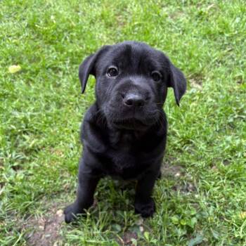 Terrier Dogs Available for Adoption in Dallas, Texas - Stuffed Shells | PetCurious