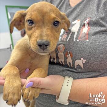 Shepherd and Labrador Retriever Dogs Available for Adoption in Washington, District Of Columbia - Aria | PetCurious