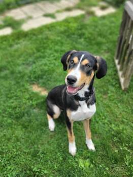 Dixon -  Hound Dog for Adoption in Chambersburg, Pennsylvania - Dixon | PetCurious
