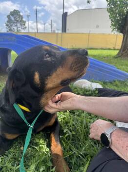 Delta -  Rottweiler Dog for Adoption in Houston, Texas - Delta | PetCurious