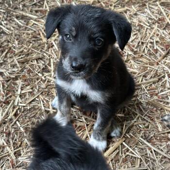Nectar -  Australian Shepherd Dog for Adoption in Sammamish, Washington - Nectar | PetCurious