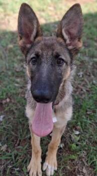 Rescue German Shepherd Dog Dogs for Adoption in Rome, Georgia - Sage | PetCurious