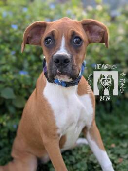 Wisp -  Boxer Dog for Adoption in Omaha, Nebraska - Wisp | PetCurious