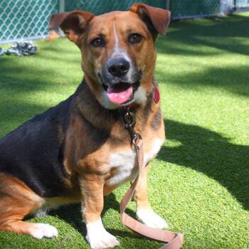 Bella -  Cardigan Welsh Corgi and Mixed Breed Dog for Adoption in Warwick, Rhode Island - Bella | PetCurious
