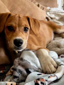 Lemon -  Labrador Retriever Dog for Adoption - Lemon | PetCurious