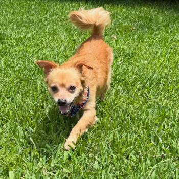 Mr Chiyagi -  Chihuahua Dog for Adoption in Green Bay, Wisconsin - Mr Chiyagi | PetCurious