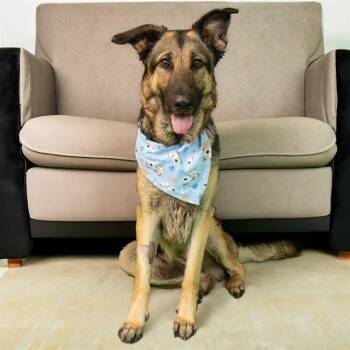 German Shepherd Dog Dogs Available for Adoption in St. Louis, Missouri - GOOMBA | PetCurious