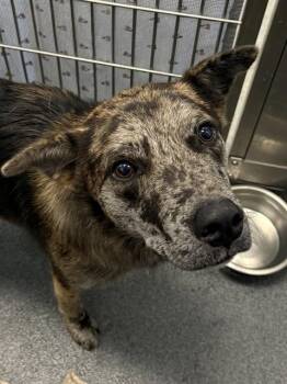 QUASAR -  Mixed Breed Dog for Adoption in Dallas, Texas - QUASAR | PetCurious