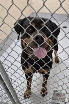 Rottweiler Dogs Available for Adoption - Pen 121 Heidi | PetCurious