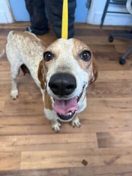 Hound and Mixed Breed Dogs Available for Adoption in Fayetteville, Tennessee - Annabelle | PetCurious