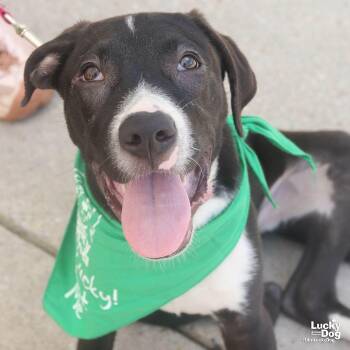 Bonjo -  Labrador Retriever Dog for Adoption in Washington, District Of Columbia - Bonjo | PetCurious