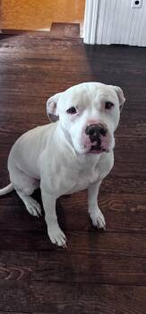 Lilly -  Mixed Breed and Staffordshire Bull Terrier Dog for Adoption in Egg Harbor City, New Jersey - Lilly | PetCurious