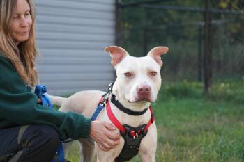 Rescue Pit Bull Terrier Dogs for Adoption in Montreal, Quebec - Douglas | PetCurious