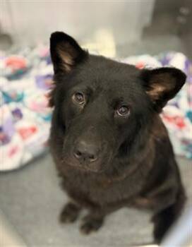 MAYA -  Mixed Breed Dog for Adoption in Dallas, Texas - MAYA | PetCurious