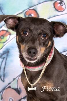 Fiona -  Chihuahua and Manchester Terrier Dog for Adoption in Gilbert, Arizona - Fiona | PetCurious