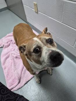BELINDA -  Pit Bull Terrier and Mixed Breed Dog for Adoption in St. Cloud, Florida - BELINDA | PetCurious