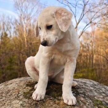 Yellow Labrador Retriever and Cattle Dog Dogs Available for Adoption - Jordyn | PetCurious