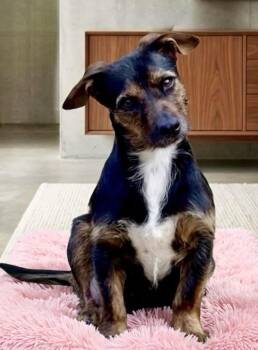 Chihuahua and Dachshund Dogs Available for Adoption - Amelia  | PetCurious