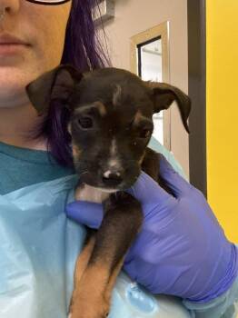 Clefairy -  Mixed Breed Dog for Adoption in Raleigh, North Carolina - Clefairy | PetCurious