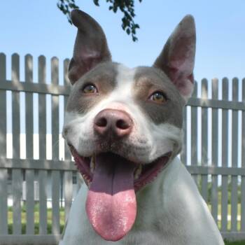 Rescue Pit Bull Terrier Dogs for Adoption in Auburn, Nebraska - Chip Dip | PetCurious