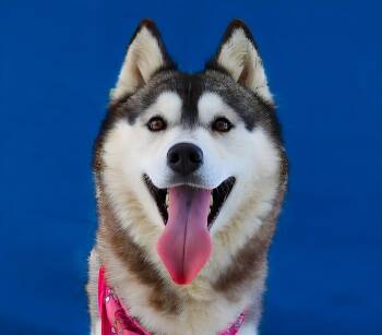 DAISY -  Siberian Husky Dog for Adoption in Pasadena, California - DAISY | PetCurious