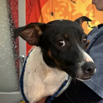 Rescue Jack Russell Terrier and Australian Cattle Dog Blue Heeler Dogs for Adoption in Normal, Illinois - Lola | PetCurious