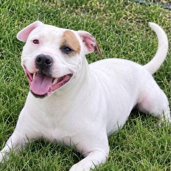 REN - Local -  Boxer Dog for Adoption in Warwick, Rhode Island - REN - Local | PetCurious