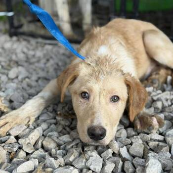 Labrador Retriever and Mixed Breed Dogs Available for Adoption in Buffalo, Minnesota - Michelangelo | PetCurious