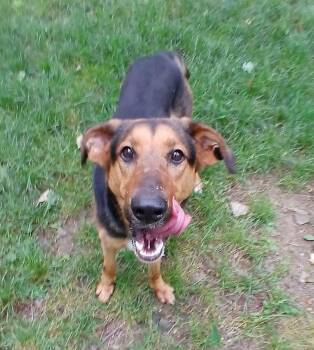 Rhea -  German Shepherd Dog Dog for Adoption in Saugerties, New York - Rhea | PetCurious