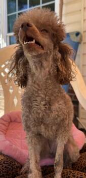 Nova Apr 26 Available 6/10/2026 -  Poodle Dog for Adoption in Pacolet, South Carolina - Nova Apr 26 Available 6/10/2026 | PetCurious