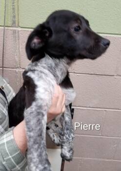 Catahoula Leopard Dog Dogs Available for Adoption in Maynardville, Tennessee - Pierre | PetCurious