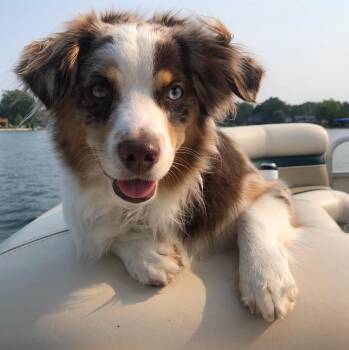 Dax -  Australian Shepherd Dog for Adoption in Westland, Michigan - Dax | PetCurious