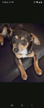 Frankie -  Chihuahua Dog for Adoption in Matthews, North Carolina - Frankie | PetCurious