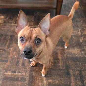 Spike -  Chihuahua and Terrier Dog for Adoption in Toronto, Ontario - Spike | PetCurious