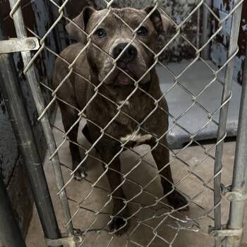 Porkchop (hazel ridge) -  Pit Bull Terrier Dog for Adoption in Pine Bluff, Arkansas - Porkchop (hazel Ridge) | PetCurious