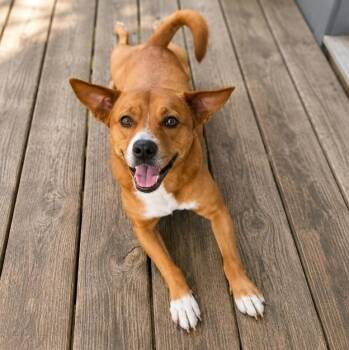 Maggie -  Cattle Dog Dog for Adoption in Houston, Texas - Maggie | PetCurious